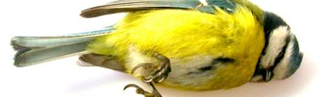Mac Edin - Avdelningen för nedfallna fåglar